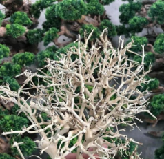 Lũa dễ Xương Chùm dùng làm các cây bonsai thủy sinh